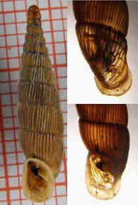 Tabella della Famiglia Clausilidae